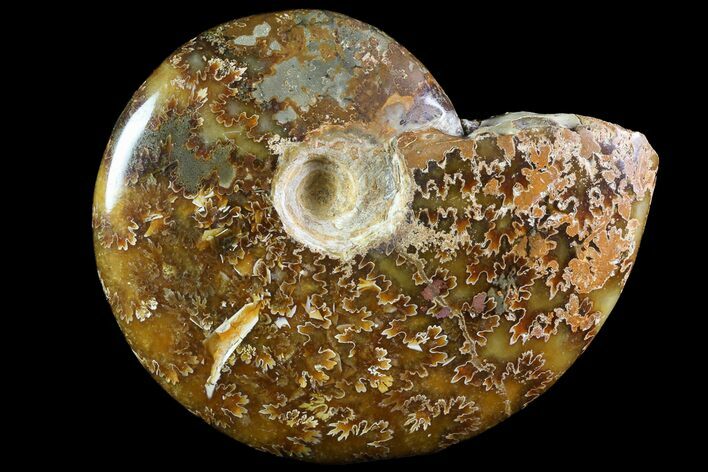 Polished, Agatized Ammonite (Cleoniceras) - Madagascar #74883
